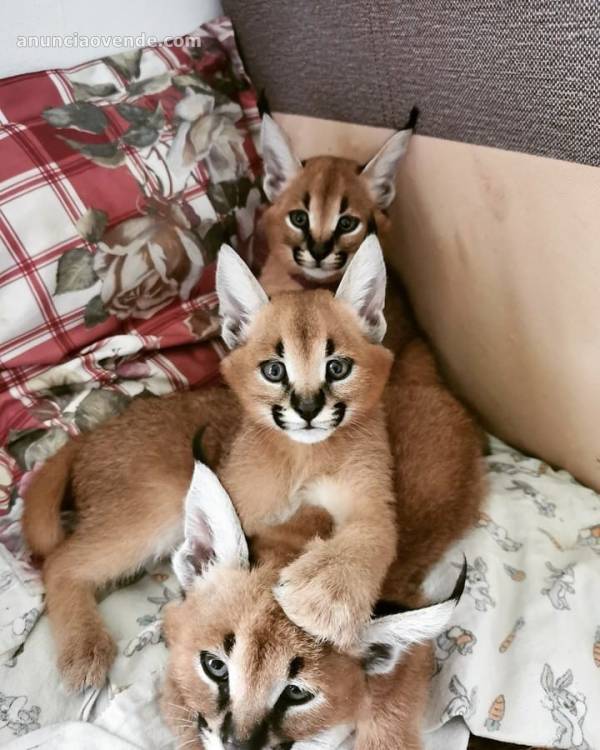 Vendo gatitos serval, savannah y caracal