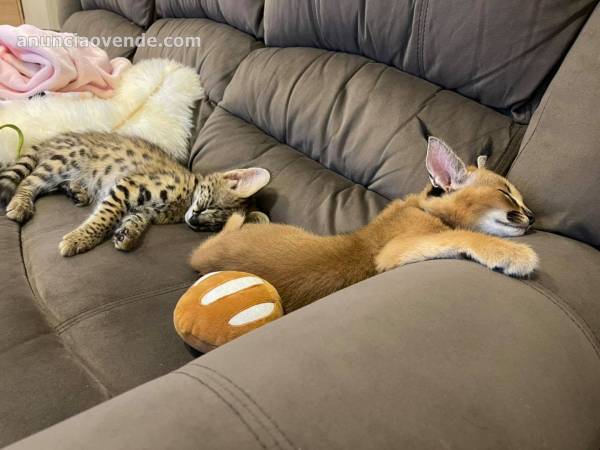 Vendo gatitos serval, savannah y caracal 2