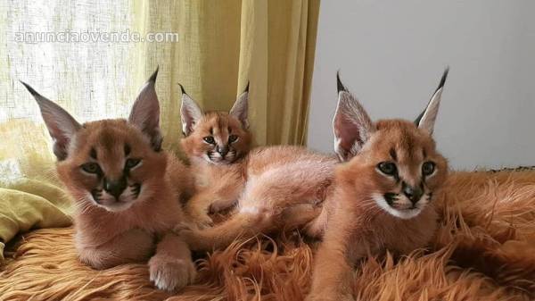 Vendo gatitos serval, savannah y caracal 6