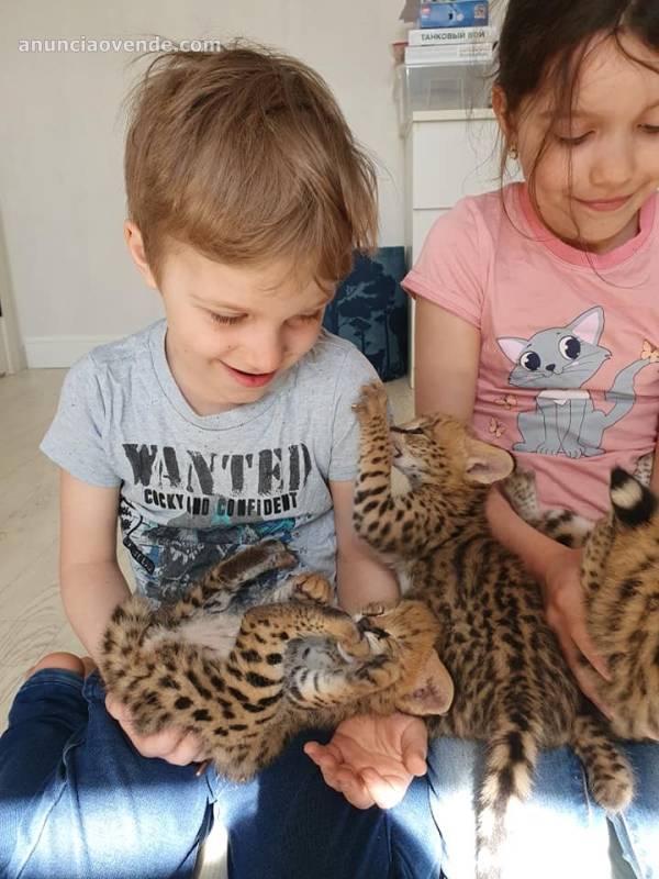 Vendo gatitos serval, savannah y caracal 3