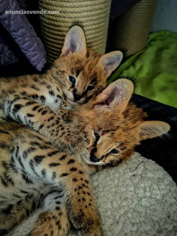 Vendo gatitos serval, savannah y caracal 4