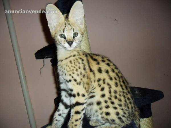 Vendo gatitos serval, savannah y caracal 1