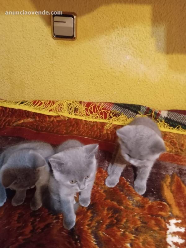 Vendo gatos British Shorthair  1