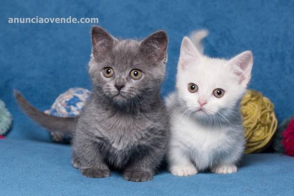 Vendo hermoso gatito munchkin