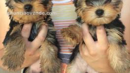 Vendo lindos cachorros yorkie