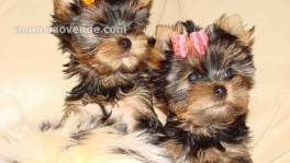 Venta de Cachorros Yorkshire Terrier