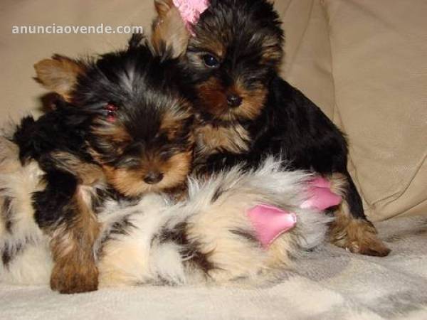 Venta de Cachorros Yorkshire Terrier 2