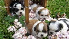 Venta de cachorros Shih Tzu muy jugueton