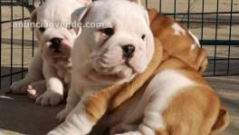 Venta de cachorros bulldog ingles