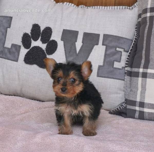 Venta de cachorros mini yorkie machos y  1