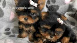 Venta de cachorros mini yorkie machos y 