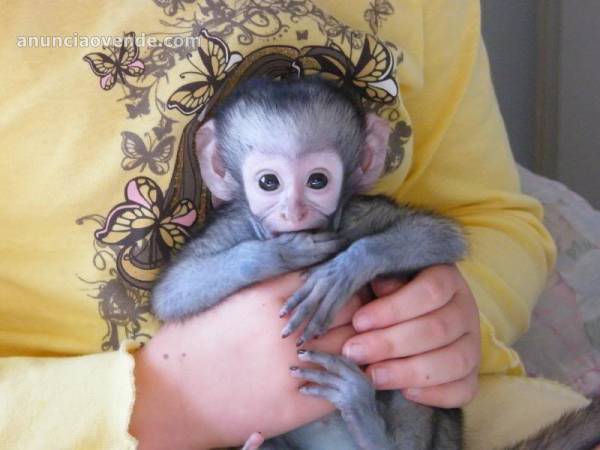 Venta de monos ardilla, monos capuchinos 2