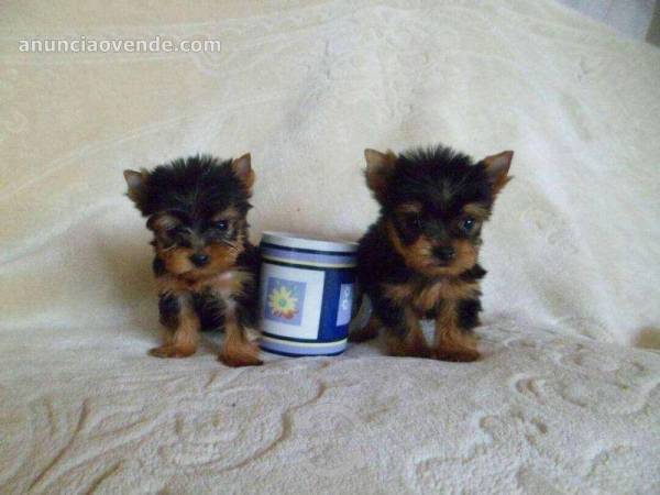 Yorkshire terrier cachorros 1