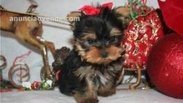 Yorkshire terrier perro de 2 meses en ve