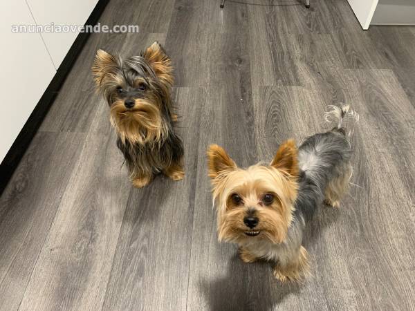 Yorkshire terrier toy 2