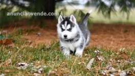 adorables cachorritos husky en adopcion