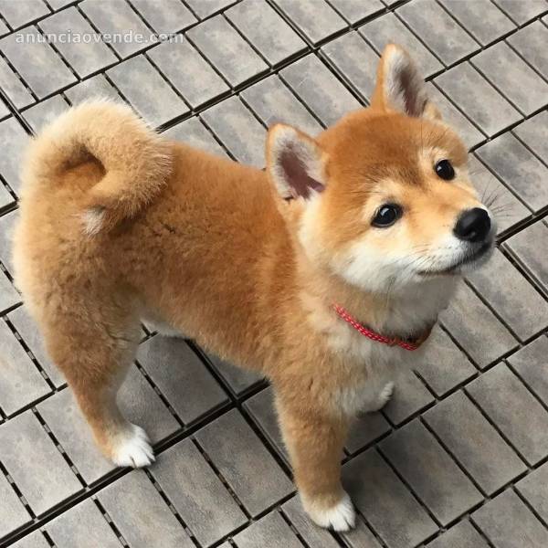 adorables cachorros shiba inu en adopció 2