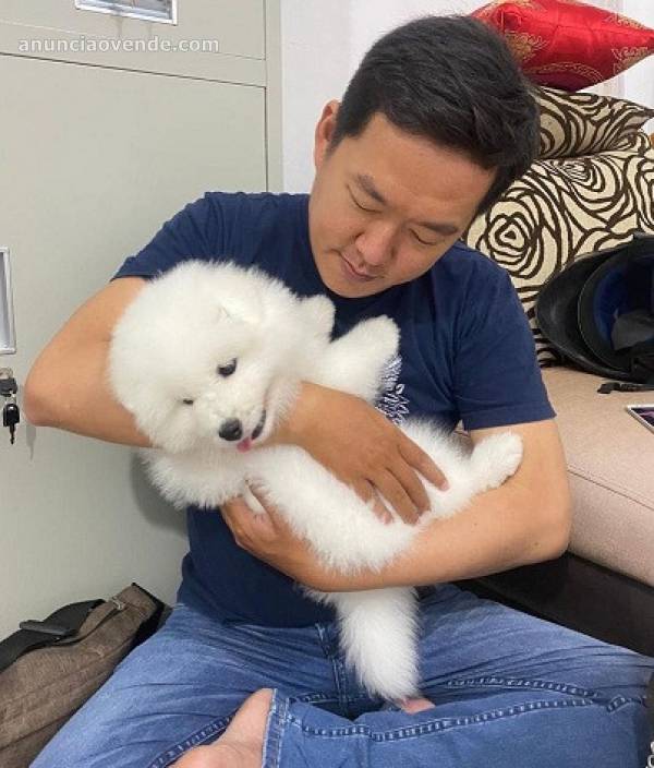 bonitos cachorros samoyedos para regalo 1