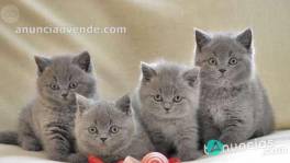 british shorthair 650