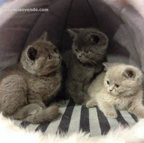 british shorthair 650