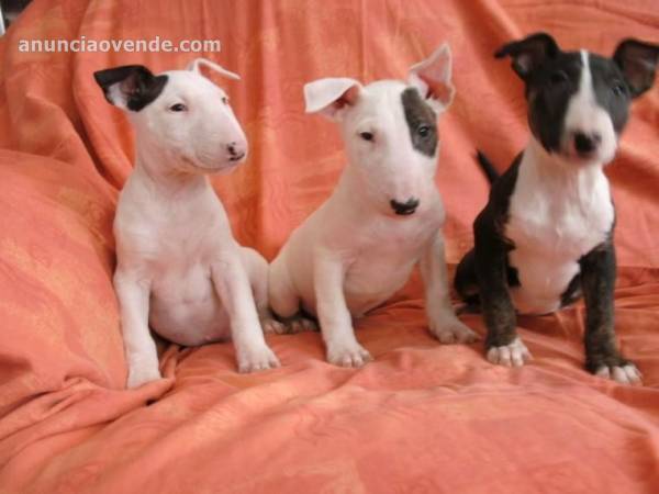 cachorros bullterrier miniatura disponibles 2