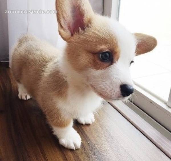 cachorros de Corgi que buscan un hogar b 1