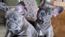 cachorros de bulldog francés azul Hermos