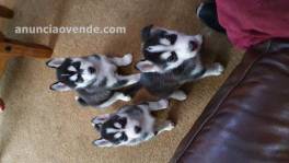 cachorros de husky (+34642511409) siberi