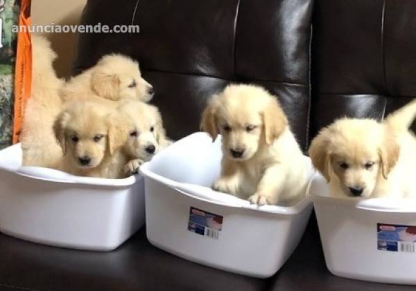 cachorros golden retriever 1