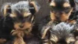 cachorros yorkshire en adopción