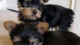 charming  Yorkie Puppies for sale Text :