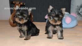 charming  Yorkie Puppies for sale Text :