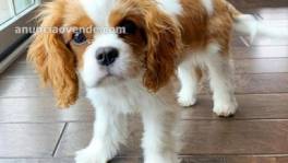 disfruta tu cavalier king charles