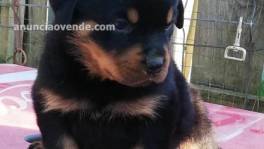 hermoso cachorro de rottweile