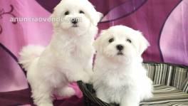 hermosos cachorros bichon maltes toy amb