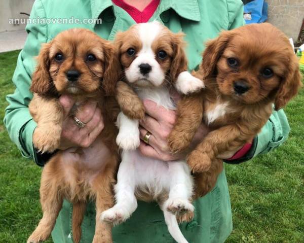 hermosos cachorros cavalier king charles spaniel d 2