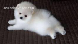 hermosos cachorros de Pomerania