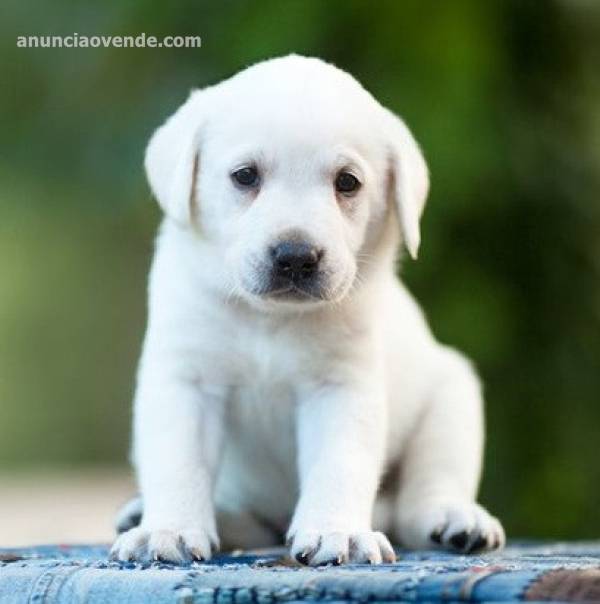 hermosos cachorros labrador para regalo 1