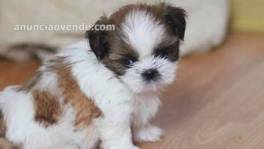 hermosos cachorros shih tzu