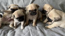 impresionantes cachorros de pug,