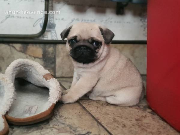 impresionantes cachorros de pug, 3