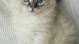 increíbles gatitos siberianos para regalo.....