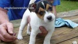 josepCachorros jack russell en venta 