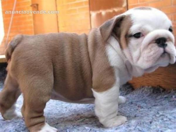 lindos cachorros bulldog ingles para regalo 1