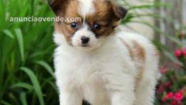 lindos cachorros papillon para matrimonio