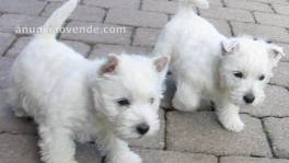 lindos cachorros westie para regalo