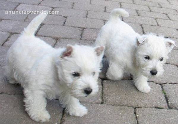 lindos cachorros westie para regalo 1