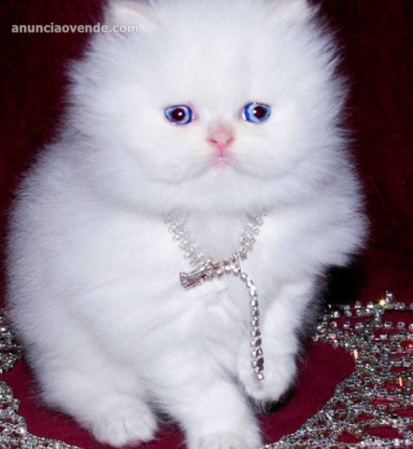 lindos gatitos persas para regalo