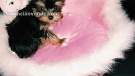 lovely  Yorkie Puppies for sale Text : 5