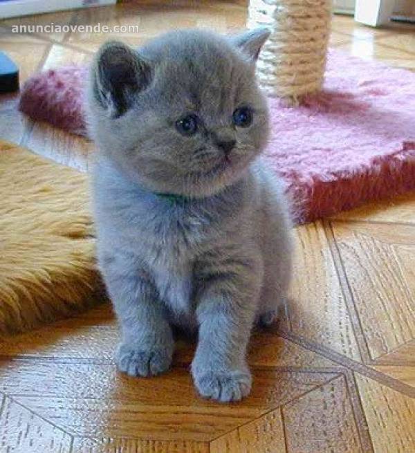 preciosos, gatitos british shorthair para regalo. 1